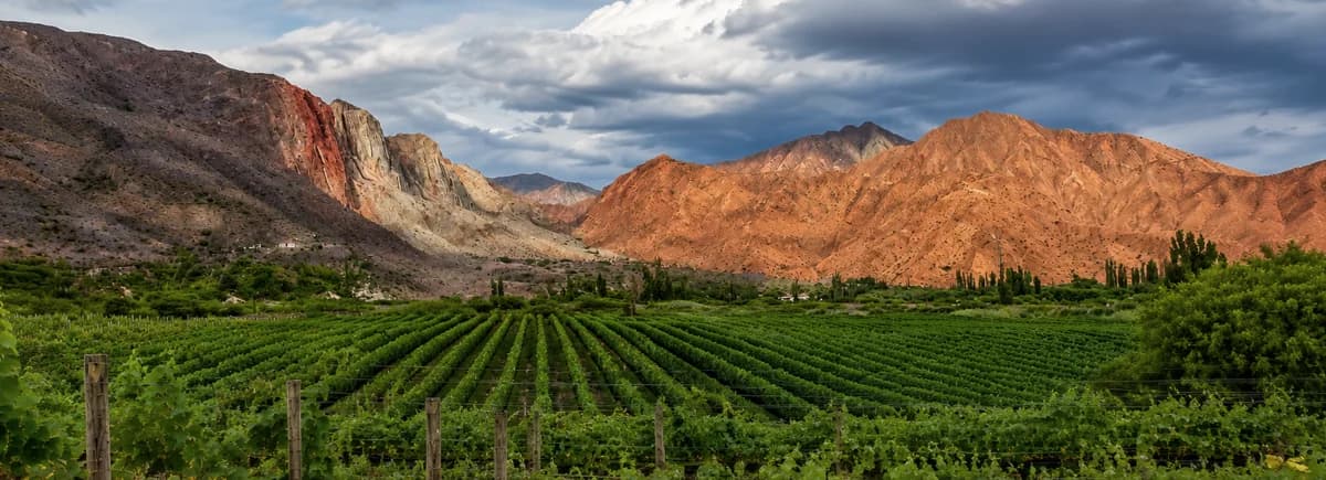 Huichaira vineyards facing the mountains of the Quebrada